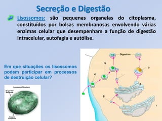 Secreção e Digestão
     Lisossomos: são pequenas organelas do citoplasma,
     constituídos por bolsas membranosas envolvendo várias
     enzimas celular que desempenham a função de digestão
     intracelular, autofagia e autólise.




Em que situações os lisossomos
podem participar em processos
de destruição celular?
 