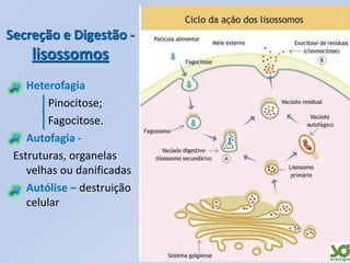 Secreção e Digestão -
    lisossomos
    Heterofagia
         Pinocitose;
         Fagocitose.
    Autofagia -
 Estruturas, organelas
    velhas ou danificadas
    Autólise – destruição
    celular
 
