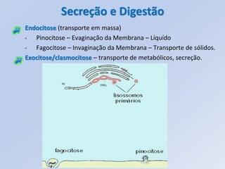 Secreção e Digestão
Endocitose (transporte em massa)
•  Pinocitose – Evaginação da Membrana – Líquído
•  Fagocitose – Invaginação da Membrana – Transporte de sólidos.
Exocitose/clasmocitose – transporte de metabólicos, secreção.
 