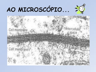 AO MICROSCÓPIO...
 