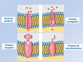 Canal de       Proteína
proteína     carregadora




 Proteína     Proteína de
receptora   reconhecimento
 