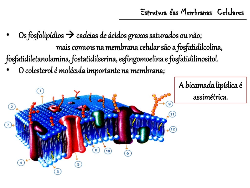 Membrana Plasmática Dibujo Facil