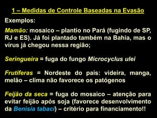 1 – Medidas de Controle Baseadas na Evasão
Exemplos:
Mamão: mosaico – plantio no Pará (fugindo de SP,
RJ e ES). Já foi plantado também na Bahia, mas o
vírus já chegou nessa região;
Seringueira = fuga do fungo Microcyclus ulei
Frutíferas = Nordeste do país: videira, manga,
melão – clima não favorece os patógenos
Feijão da seca = fuga do mosaico – atenção para
evitar feijão após soja (favorece desenvolvimento
da Benisia tabaci) – critério para financiamento!!
 