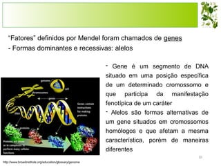 aula 4 - Padrões de herança - genetica molelcular | PPTX