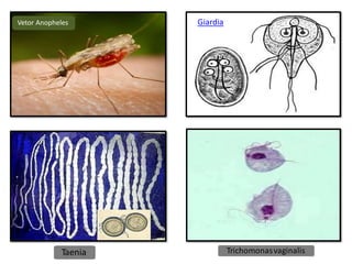 Giardia
Vetor Anopheles
Taenia Trichomonasvaginalis
 