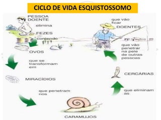 CICLO DE VIDA ESQUISTOSSOMO
 