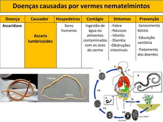 Contágio Sintomas Prevenção
Ascaris
lumbricoides
Doença Causador Hospedeiros
Ascaridíase Seres
humanos
Ingestão de
água ou
alimentos
contaminados
com os ovos
do verme
- Febre
- Náuseas
- Vômito
- Diarréia
-Obstruções
intestinais
-Saneamento
básico
-Educação
sanitária
-Tratamento
dos doentes
Doenças causadas por vermes nematelmintos
 