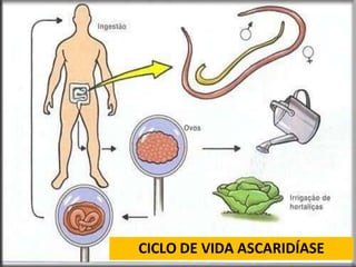CICLO DE VIDA ASCARIDÍASE
 