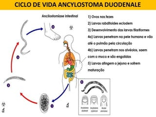 CICLO DE VIDA ANCYLOSTOMA DUODENALE
 