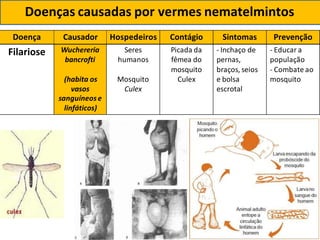 Doença Causador Hospedeiros Contágio Sintomas Prevenção
Filariose Wuchereria
bancrofti
Seres
humanos
Picada da
fêmea do
- Inchaço de
pernas,
- Educar a
população
mosquito braços, seios - Combate ao
(habita os Mosquito Culex e bolsa mosquito
vasos
sanguíneose
Culex escrotal
linfáticos)
Doenças causadas por vermes nematelmintos
 