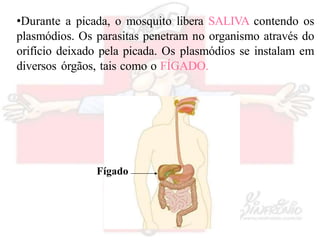 •Durante a picada, o mosquito libera SALIVA contendo os
plasmódios. Os parasitas penetram no organismo através do
orifício deixado pela picada. Os plasmódios se instalam em
diversos órgãos, tais como o FÍGADO.
Fígado
 