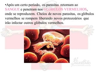 •Após um certo período, os parasitas retornam ao
SANGUE e penetram nos GLÓBULOS VERMELHOS,
onde se reproduzem. Cheios de novos parasitas, os glóbulos
vermelhos se rompem liberando novos protozoários que
irão infectar outros glóbulos vermelhos.
 