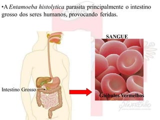 Intestino Grosso
Glóbulos Vermelhos
•A Entamoeba histolytica parasita principalmente o intestino
grosso dos seres humanos, provocando feridas.
SANGUE
 