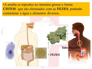 •A ameba se reproduz no intestino grosso e forma
CISTOS, que são eliminados com as FEZES, podendo
contaminar a água e alimentos diversos.
Tubo Digestivo
+ FEZES
 