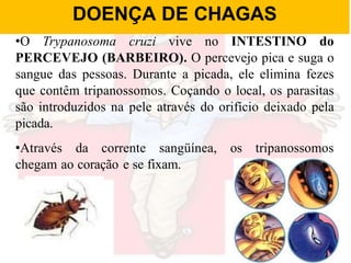 •O Trypanosoma cruzi vive no INTESTINO do
PERCEVEJO (BARBEIRO). O percevejo pica e suga o
sangue das pessoas. Durante a picada, ele elimina fezes
que contêm tripanossomos. Coçando o local, os parasitas
são introduzidos na pele através do orifício deixado pela
picada.
•Através da corrente sangüínea, os tripanossomos
chegam ao coração e se fixam.
DOENÇA DE CHAGAS
 