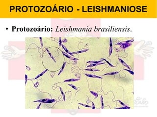 PROTOZOÁRIO - LEISHMANIOSE
• Protozoário: Leishmania brasiliensis.
 