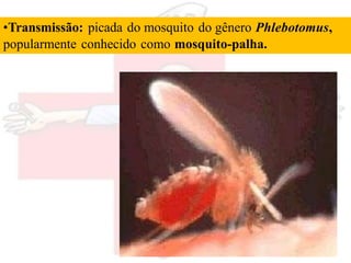 •Transmissão: picada do mosquito do gênero Phlebotomus,
popularmente conhecido como mosquito-palha.
 