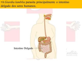 •A Giardia lamblia parasita principalmente o intestino
delgado dos seres humanos.
Intestino Delgado
 