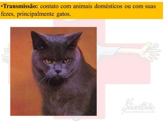 •Transmissão: contato com animais domésticos ou com suas
fezes, principalmente gatos.
 