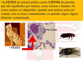 •As FEZES do animal podem conter CISTOS do parasita,
que são espalhados por insetos, como moscas e baratas. Os
cistos podem ser adquiridos quando uma pessoa entra em
contato com as fezes contaminadas ou quando ingere algum
alimento contaminado.
Cisto
+ FEZES
 