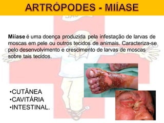 Miíase é uma doença produzida pela infestação de larvas de
moscas em pele ou outros tecidos de animais. Caracteriza-se
pelo desenvolvimento e crescimento de larvas de moscas
sobre tais tecidos.
•CUTÂNEA
•CAVITÁRIA
•INTESTINAL.
 