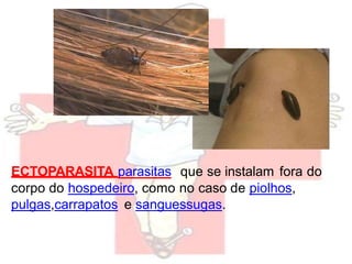 ECTOPARASITA parasitas que se instalam fora do
corpo do hospedeiro, como no caso de piolhos,
pulgas,carrapatos e sanguessugas.
 