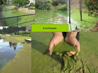 Eutrofização 