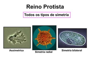 Todos os tipos de simetria
Simetria radial
Assimetrica Simetria bilateral
Reino Protista
 