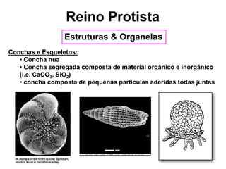 Conchas e Esqueletos:
• Concha nua
• Concha segregada composta de material orgânico e inorgânico
(i.e. CaCO3, SiO2)
• concha composta de pequenas partículas aderidas todas juntas
Reino Protista
Estruturas & Organelas
 