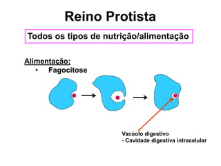 Alimentação:
• Fagocitose
Vacúolo digestivo
- Cavidade digestiva intracelular
Reino Protista
Todos os tipos de nutrição/alimentação
 