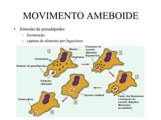 MOVIMENTO AMEBOIDE
• Emissão de pseudópodes
– locomoção
– captura de alimento por fagocitose
 
