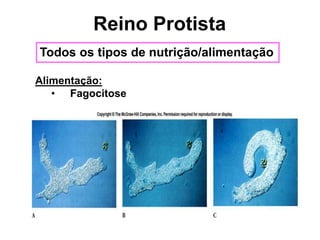 Alimentação:
• Fagocitose
Reino Protista
Todos os tipos de nutrição/alimentação
 