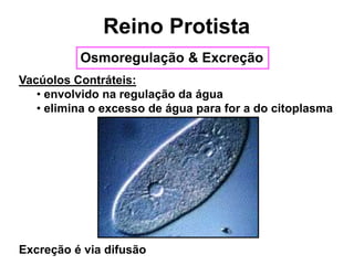 Osmoregulação & Excreção
Vacúolos Contráteis:
• envolvido na regulação da água
• elimina o excesso de água para for a do citoplasma
Excreção é via difusão
Reino Protista
 