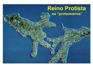 Reino Protista
os “protozoários”
 