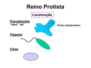 Locomoção
Pseudópodes
“falso” “pé”
Flagelos
Cílios
Fluido citoplasmático
Reino Protista
 