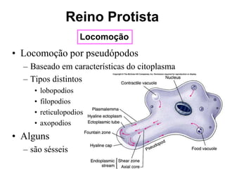 Locomoção
Reino Protista
• Locomoção por pseudópodos
– Baseado em características do citoplasma
– Tipos distintos
• lobopodios
• filopodios
• reticulopodios
• axopodios
• Alguns
– são sésseis
 