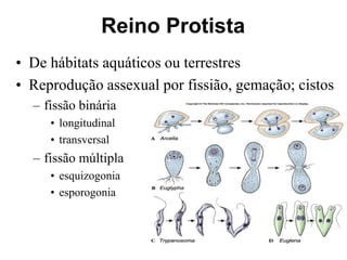 • De hábitats aquáticos ou terrestres
• Reprodução assexual por fissião, gemação; cistos
– fissão binária
• longitudinal
• transversal
– fissão múltipla
• esquizogonia
• esporogonia
Reino Protista
 