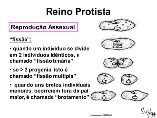 Reprodução Assexual
“fissão”:
• quando um individuo se divide
em 2 indivíduos idênticos, é
chamado “fissão binária”
• se > 2 progenia, isto é
chamado “fissão multipla”
• quando uns brotos individuais
menores, ocorrerem fora do pai
maior, é chamado “brotamento"
Reino Protista
 