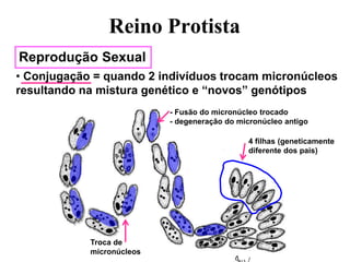 Reprodução Sexual
• Conjugação = quando 2 indivíduos trocam micronúcleos
resultando na mistura genético e “novos” genótipos
4 filhas (geneticamente
diferente dos pais)
Troca de
micronúcleos
- Fusão do micronúcleo trocado
- degeneração do micronúcleo antigo
Reino Protista
 