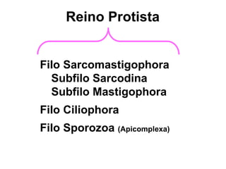 Filo Sarcomastigophora
Subfilo Sarcodina
Subfilo Mastigophora
Filo Ciliophora
Filo Sporozoa (Apicomplexa)
Reino Protista
 
