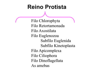 Filo Chlorophyta
Filo Retortamonada
Filo Axostilata
Filo Euglenozoa
Subfilo Euglenida
Subfilo Kinetoplasta
Filo Apicomplexa
Filo Ciliophora
Filo Dinoflagellata
As amebas
Reino Protista
 