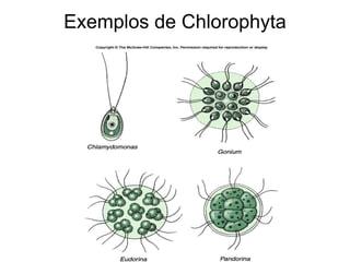 Exemplos de Chlorophyta
 