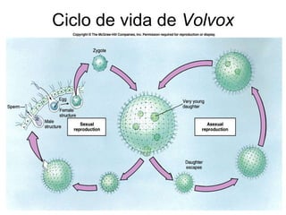 Ciclo de vida de Volvox
 