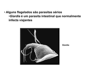 • Alguns flagelados são parasitas sérios
•Giardia é um parasita intestinal que normalmente
infecta viajantes
Giardia
 