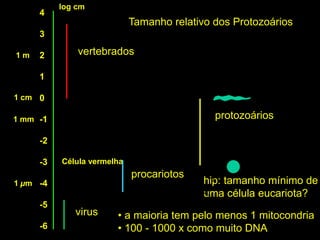 4
3
2
1
0
-1
-2
-3
-4
-5
-6
log cm
1 cm
1 mm
1 µm
vertebrados
Célula vermelha
virus
procariotos
protozoários
hip: tamanho mínimo de
uma célula eucariota?
Tamanho relativo dos Protozoários
• a maioria tem pelo menos 1 mitocondria
• 100 - 1000 x como muito DNA
1 m
 