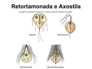 Retortamonada e Axostila
 