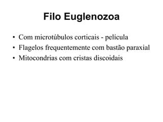 Filo Euglenozoa
• Com microtúbulos corticais - película
• Flagelos frequentemente com bastão paraxial
• Mitocondrias com cristas discoidais
 