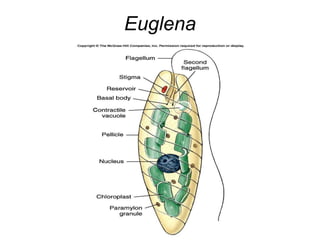 Euglena
 