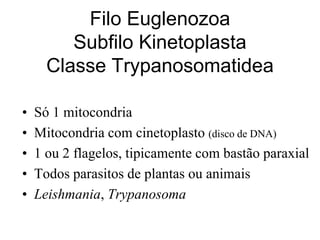 Filo Euglenozoa
Subfilo Kinetoplasta
Classe Trypanosomatidea
• Só 1 mitocondria
• Mitocondria com cinetoplasto (disco de DNA)
• 1 ou 2 flagelos, tipicamente com bastão paraxial
• Todos parasitos de plantas ou animais
• Leishmania, Trypanosoma
 