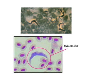 Trypanosoma
 